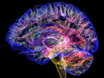 1色色虎AV大脑植入物有助于严重头部损伤恢复
